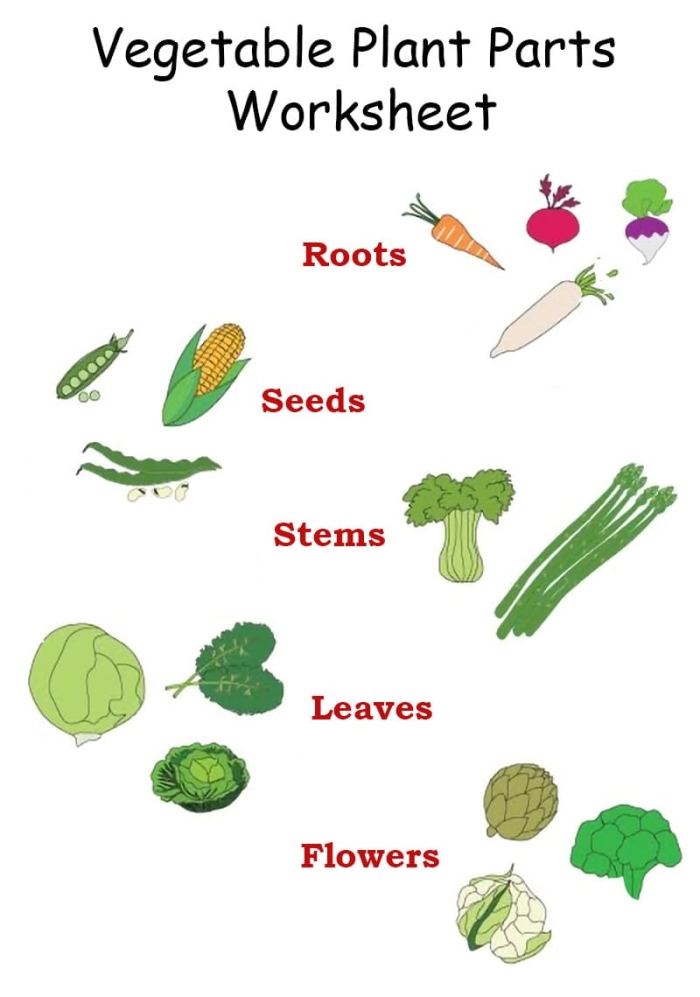 Preschooler coloring and cutting out vegetable pictures for a garden worksheet activity