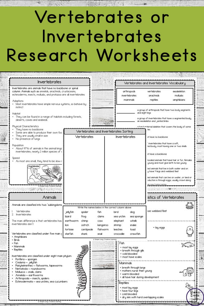 Colorful worksheet for second graders exploring vertebrates and invertebrates. Fun educational resource for learning about creatures with and without spines.