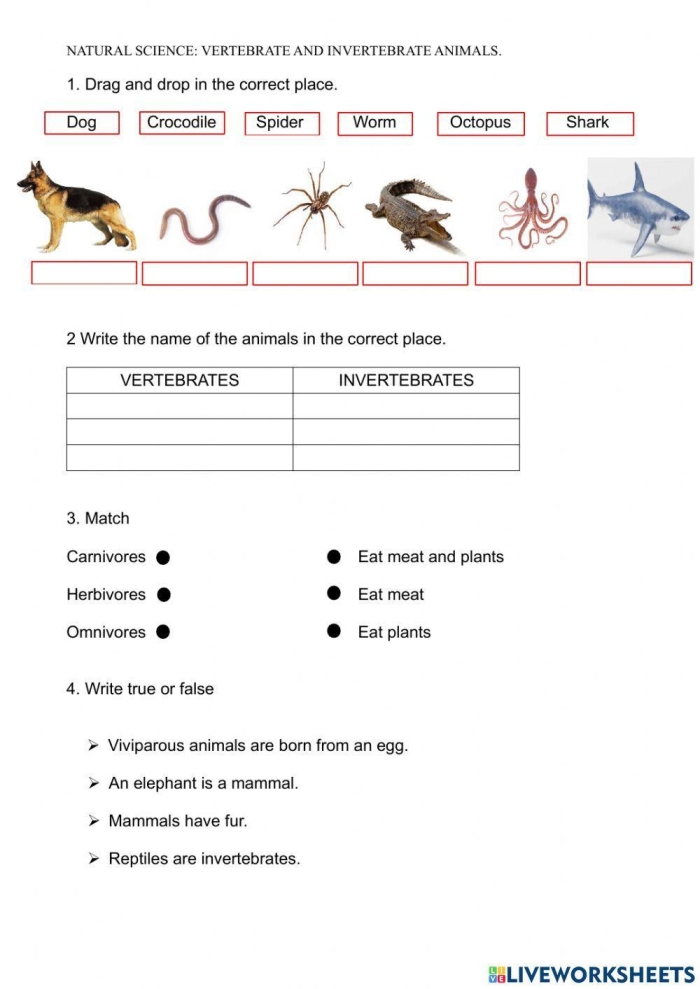 Second grade worksheet featuring a variety of animals to help students classify vertebrates and invertebrates