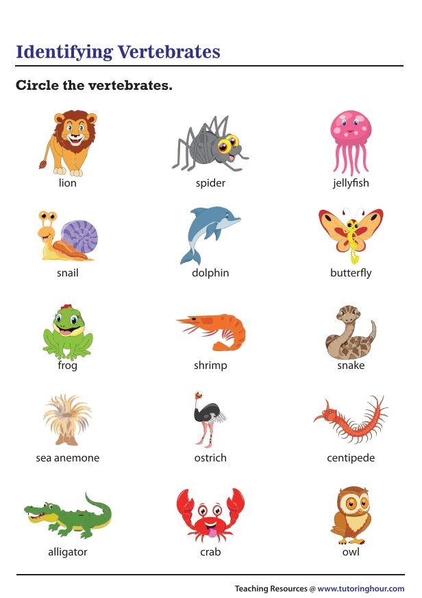 Worksheet for learning about vertebrates and invertebrates for second graders
