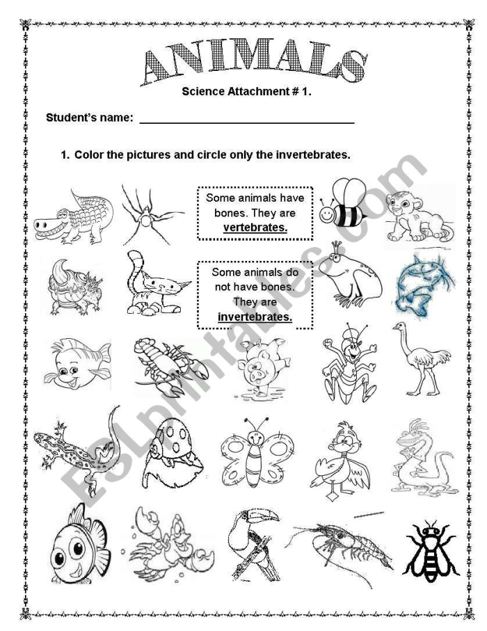 Second grade vertebrates and invertebrates classification worksheet featuring a variety of animals
