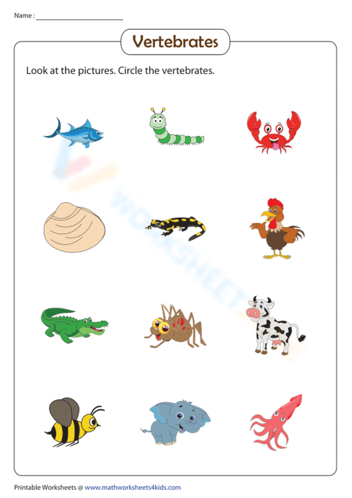 Second grade science worksheet exploring the biological differences between vertebrates and invertebrates