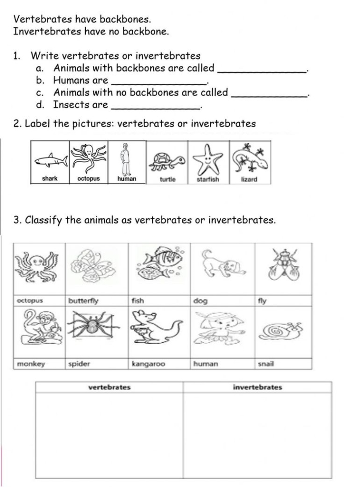 Worksheet illustrating vertebrates and invertebrates for second graders learning about animals. Educational activity featuring creatures with and without spines.