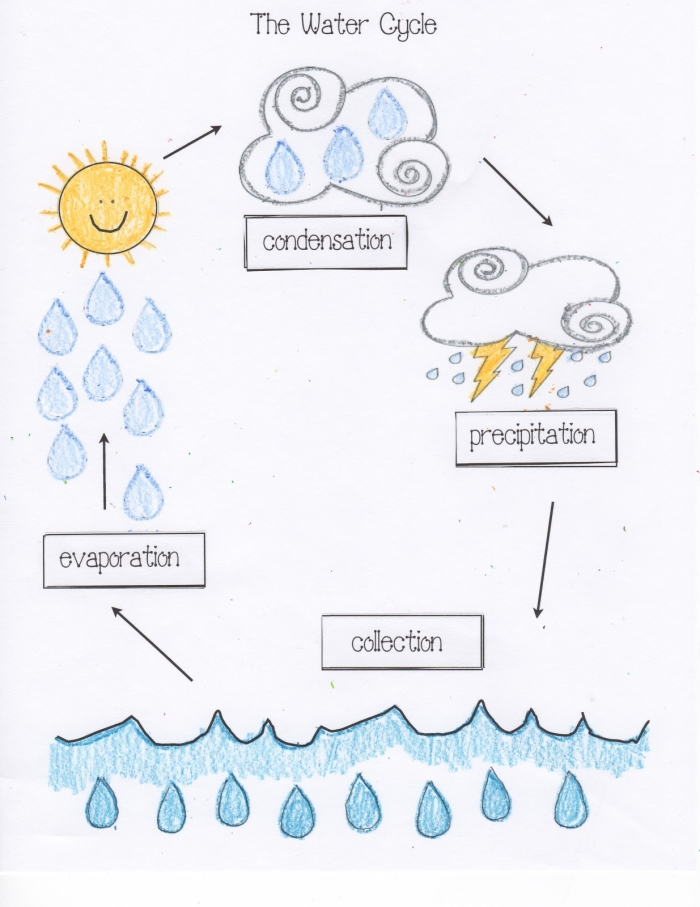 Labeled water cycle chart showing evaporation condensation and precipitation processes for fifth grade students