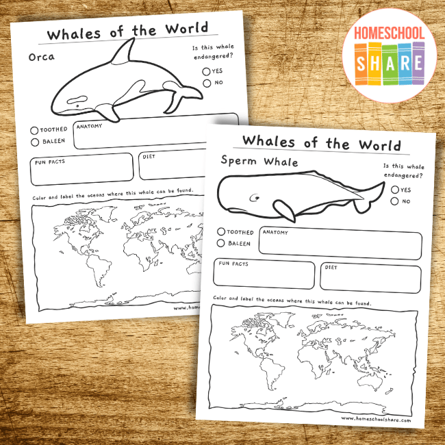 Whales comparison worksheet featuring a Venn diagram for third-grade students