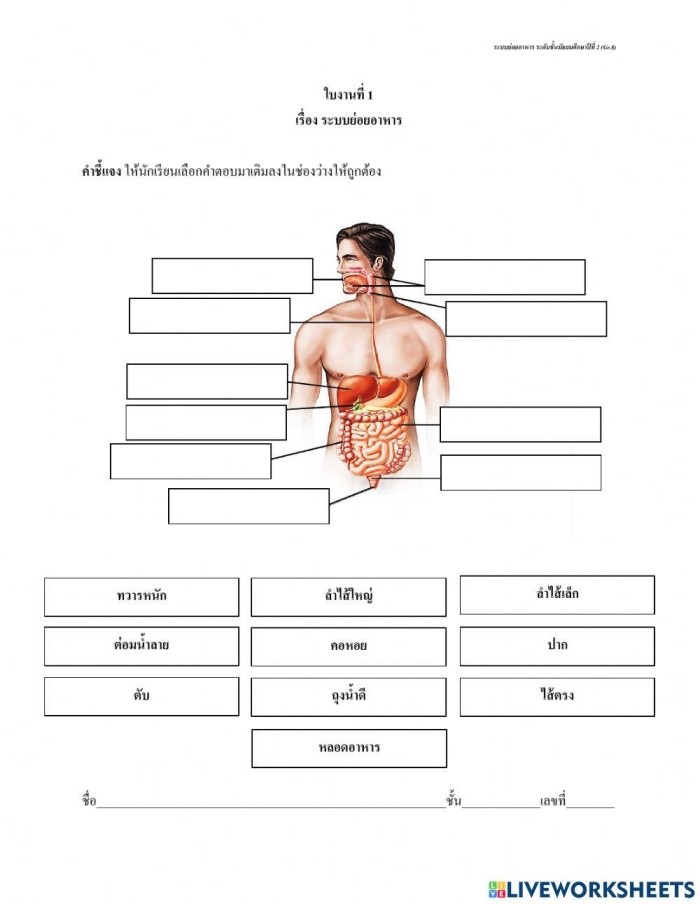 Visual guide for the "What is Digestion?" worksheet for fourth graders Diagram illustrating the digestive system and the journey of food after swallowing