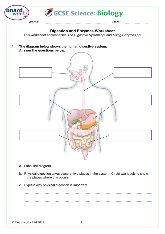 Educational worksheet on digestion for fourth graders Diagram illustrating the human digestive system showing the journey of food after swallowing