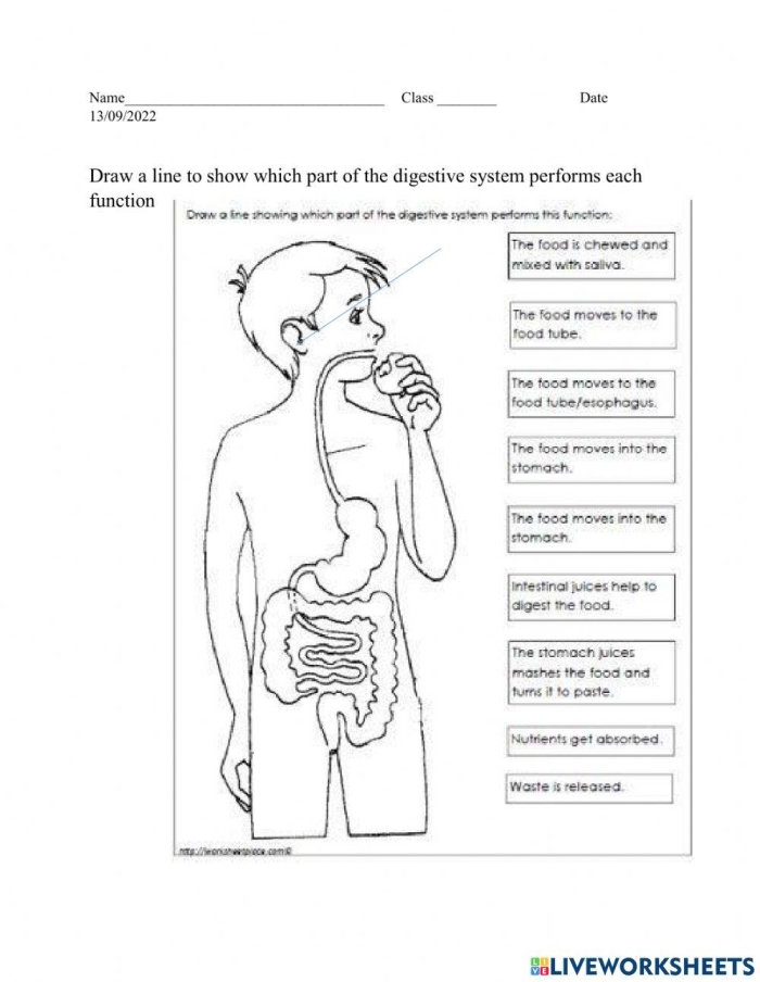 Educational diagram for the "What is Digestion?" worksheet, designed for fourth graders Diagram illustrating the human digestive system and the process of digestion for a fourth-grade worksheet