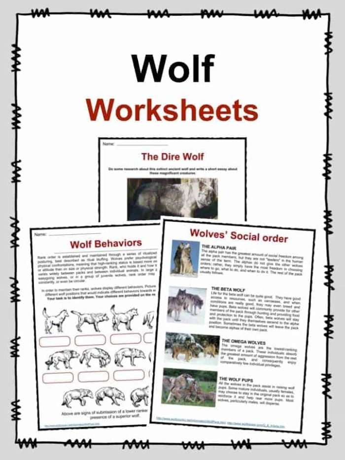 Wolves in Yellowstone National Park showcasing their natural habitat and behavior