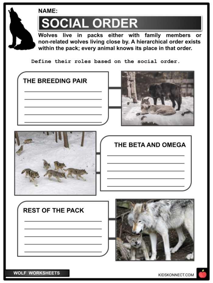 Wolf worksheet illustrating the history and ecology of wolves in Yellowstone National Park