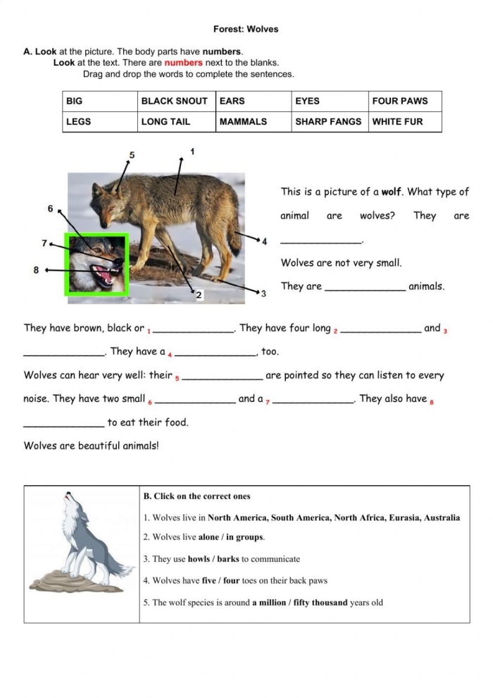 A third-grade worksheet focused on wolves and their history in Yellowstone National Park