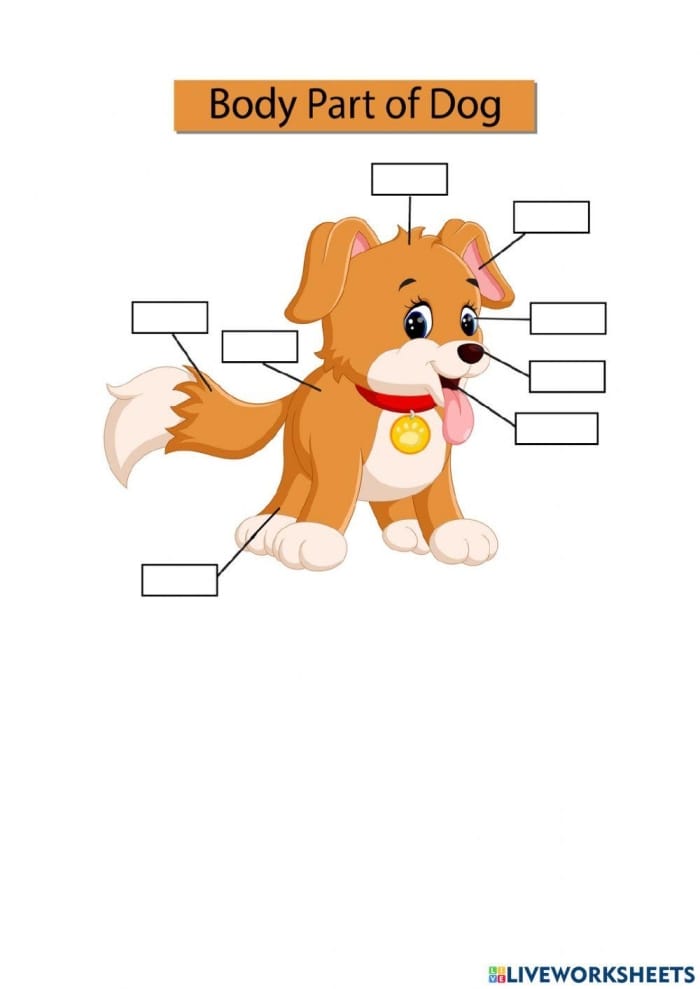 Third grade reading comprehension worksheet about helpful working dogs
