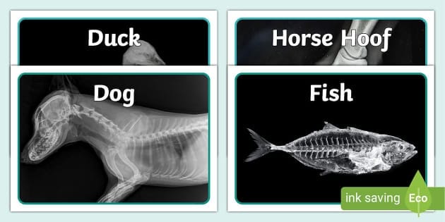 Engaging X is for X-Ray Fish activity for young learners X-ray fish coloring worksheet for Pre-K children