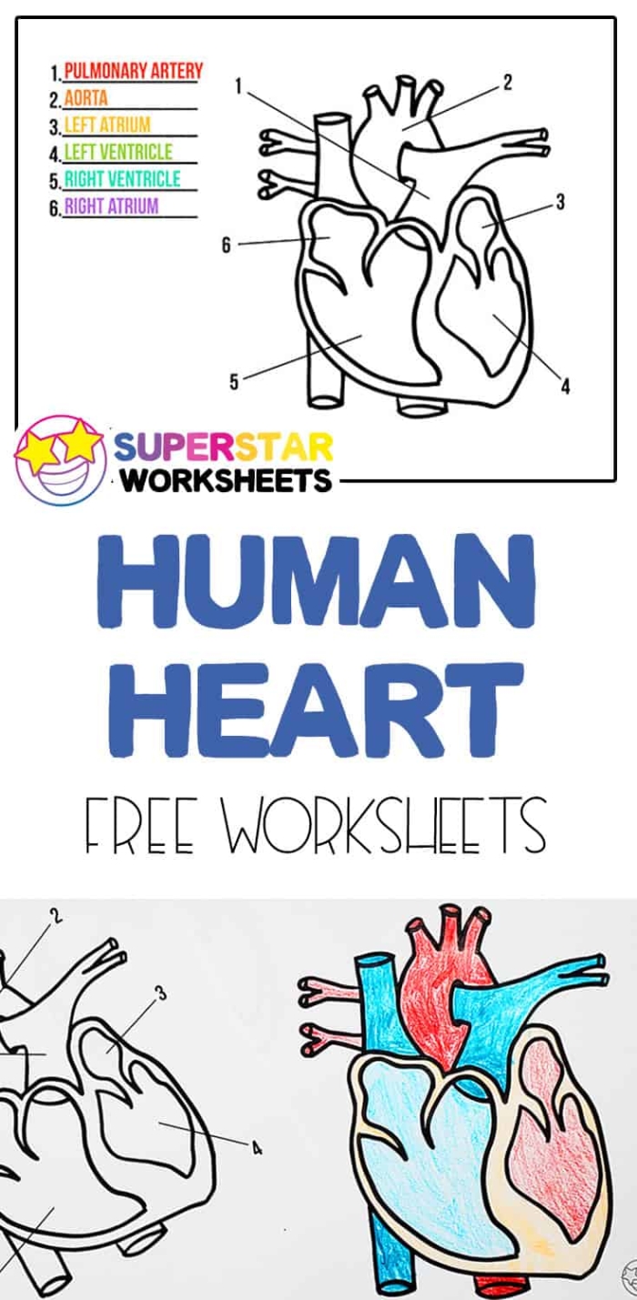 Life Science worksheet for Fourth Grade Diagram of the human heart, designed to teach fourth graders about this vital organ. Educational illustration of the heart for the "Your Heart" worksheet in life science.