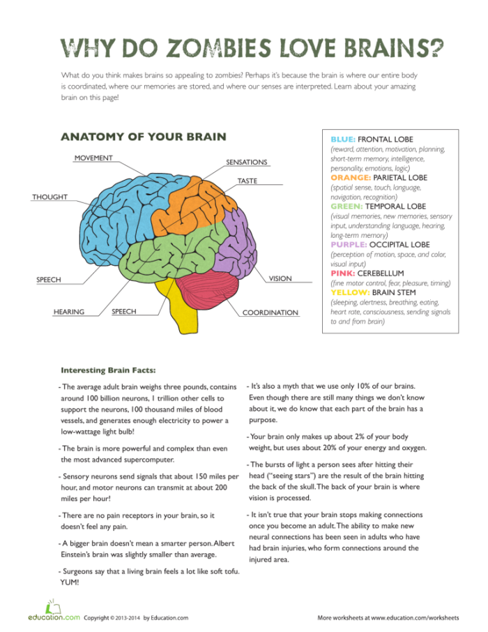 Worksheet featuring zombies and the human brain for fifth graders