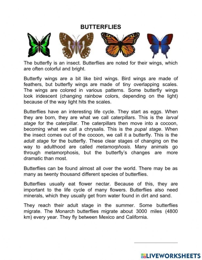 Monarch butterfly labeled diagram for educational use in subtraction activities for young learners Diagram of a monarch butterfly for a first-grade subtraction worksheet titled "All About Butterflies
