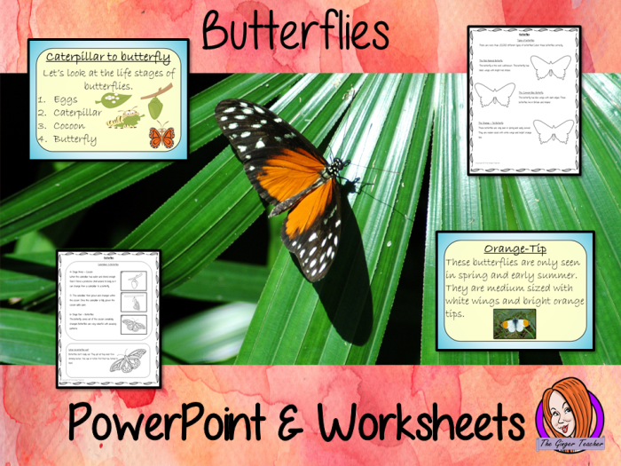 All About Butterflies worksheet for first graders focusing on subtraction activities Labeled diagram of a monarch butterfly for a first-grade subtraction worksheet