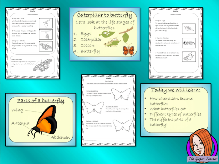 Subtraction worksheet for First Grade Colorful worksheet featuring a labeled monarch butterfly diagram for first graders to learn subtraction. All About Butterflies Subtraction Worksheet for First Grade - Image 16.