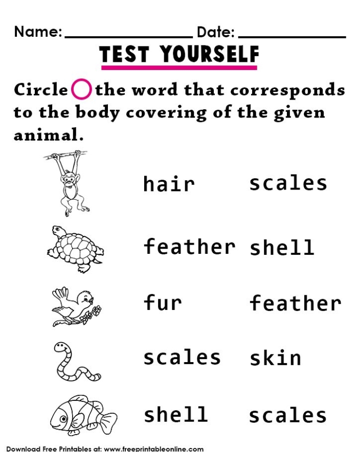 Illustration of various animals showcasing their unique body coverings for a first-grade worksheet