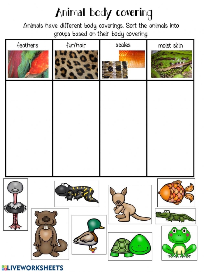 Illustration of various animals showcasing their unique body coverings for a first-grade worksheet