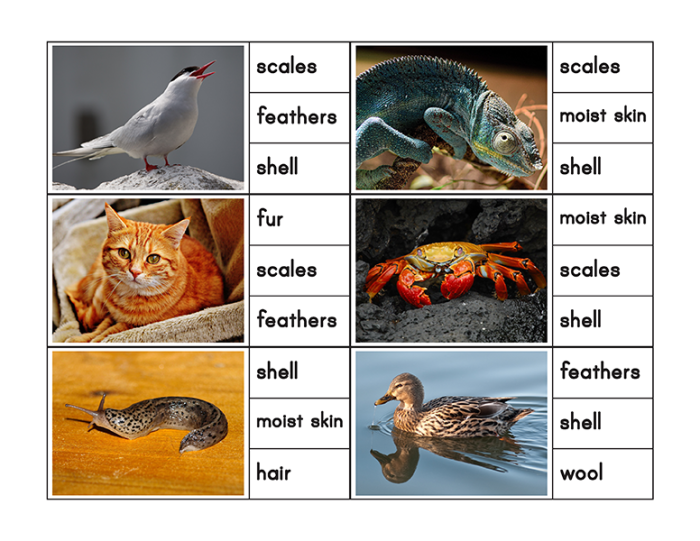 Illustration of various animals showcasing different body coverings for a life science worksheet