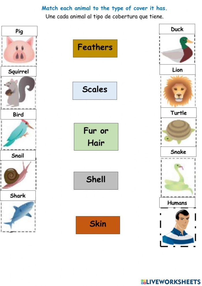 Colorful worksheet for first graders exploring various animal body coverings