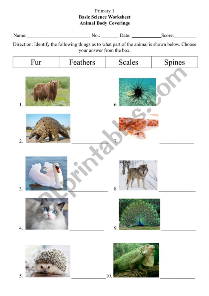Worksheet illustrating various animal body coverings for classification activities. Educational resource for first graders exploring life science concepts.