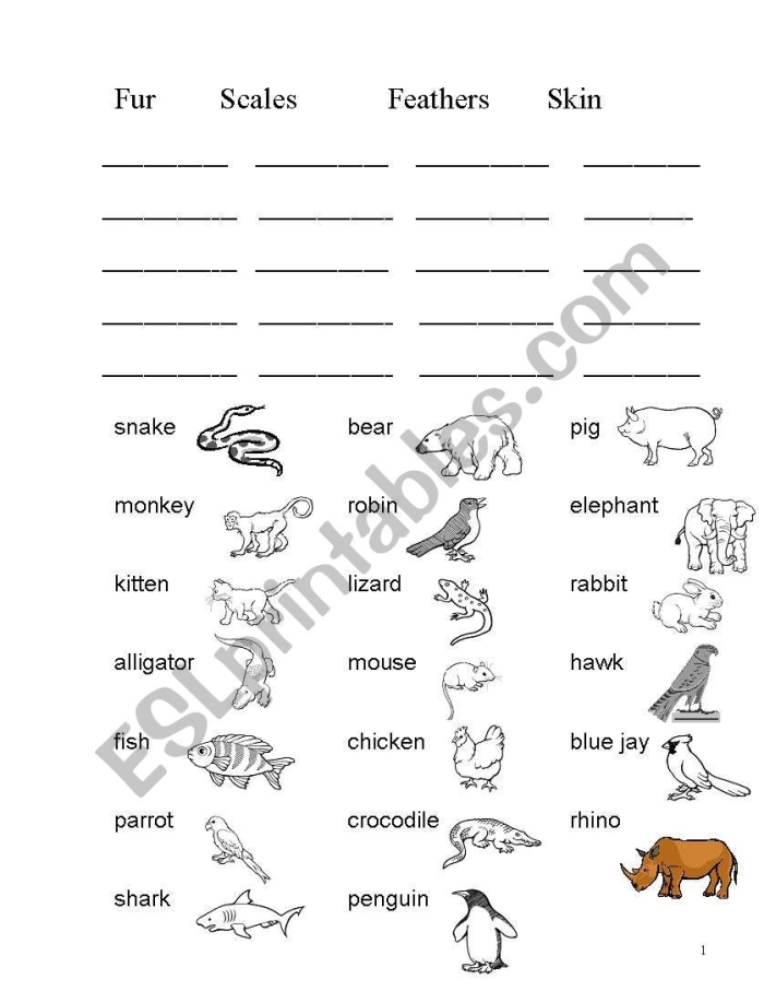 Colorful illustration of various animals showcasing their unique body coverings for a first-grade life science worksheet