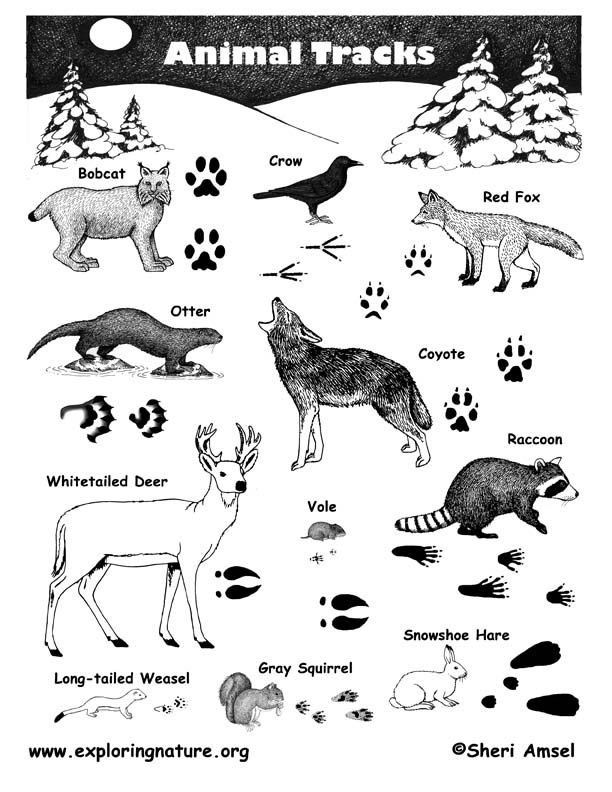 Third grade worksheet featuring North American animal tracks for matching with animals