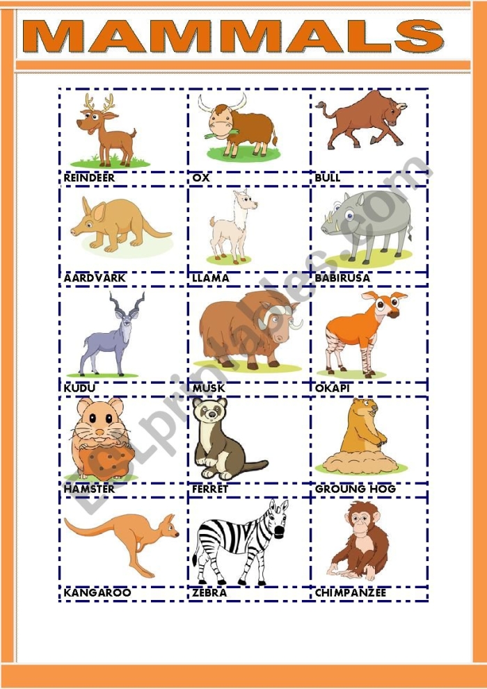 Colorful word search featuring mammals for second graders