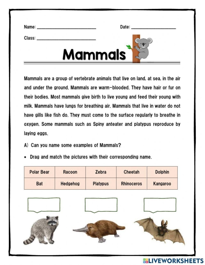 Animal Word Search worksheet featuring various mammals for second graders