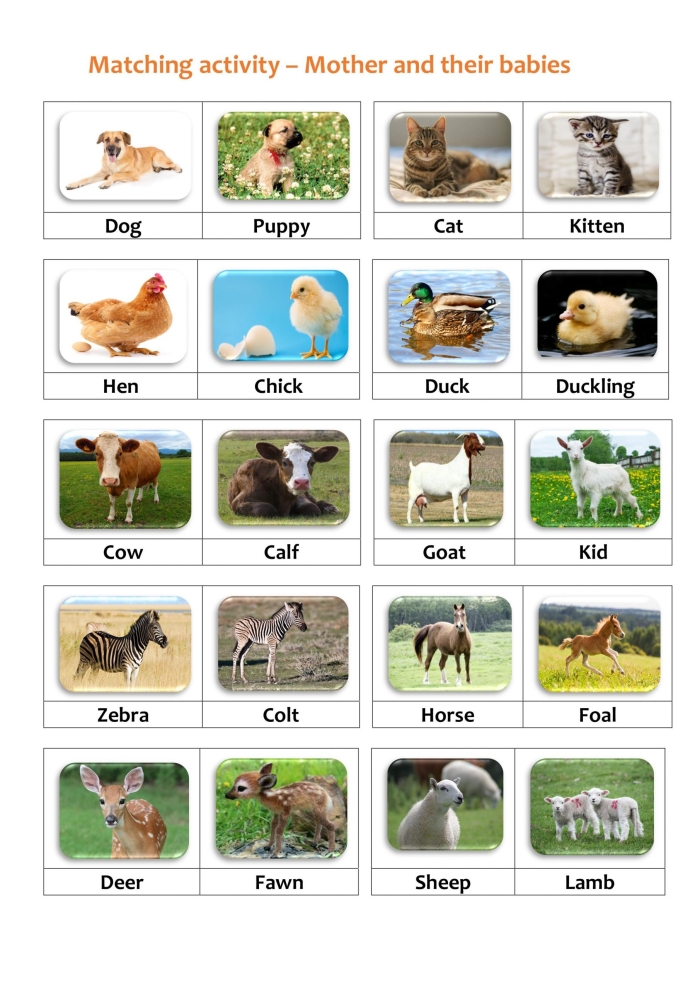 Fun Baby Animal Match-Up activity for Pre-K syllable skills Baby animals waiting to be matched with their adult counterparts on the Baby Animal Match-Up worksheet