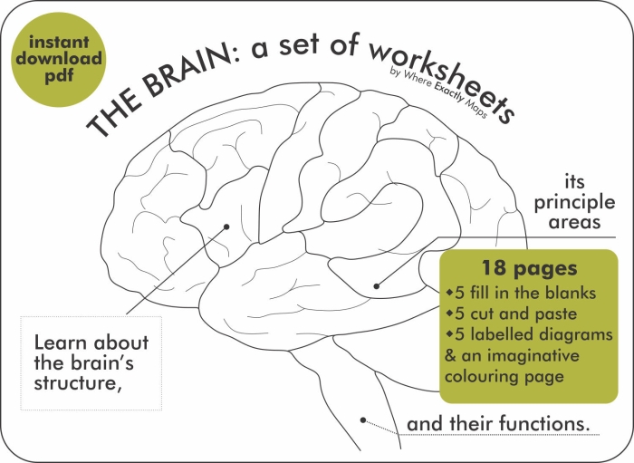 Illustration of a brain with labeled sections for a fourth grade geometry worksheet