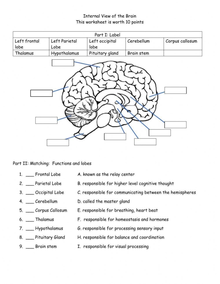 Illustration of a brain with labeled sections for a fourth grade worksheet on brain basics