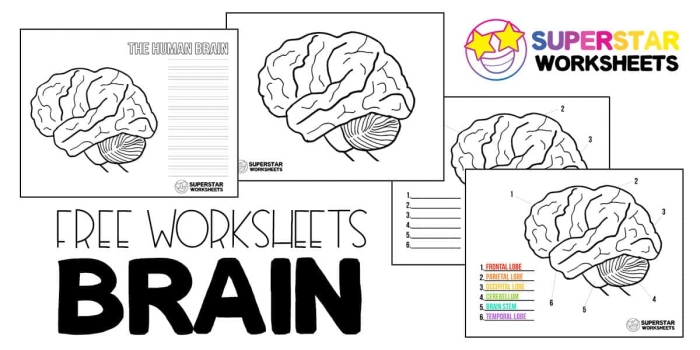 Fourth grade geometry worksheet exploring basic brain functions with fun activities