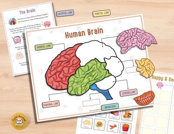 Fourth Grade geometry worksheet exploring the basics of brain functions