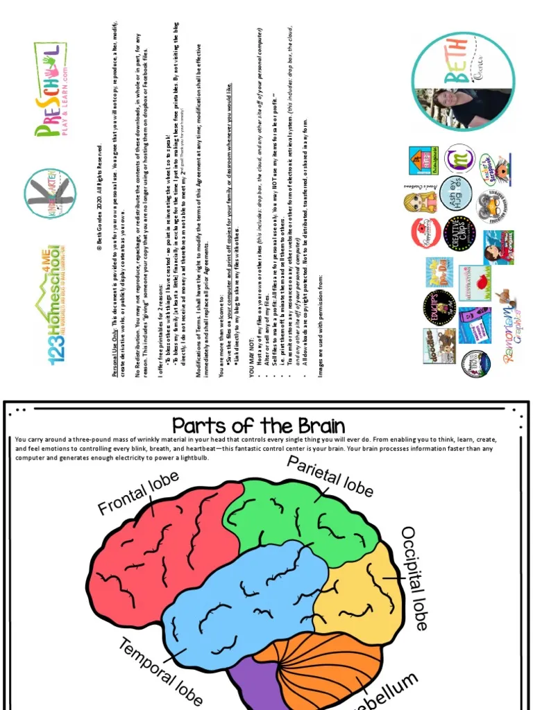Illustration of a fourth grade geometry worksheet about the brain's basic functions