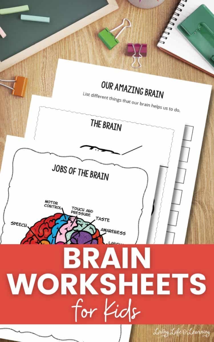 Illustration of a fourth grade worksheet exploring basic brain functions in a fun and simple way
