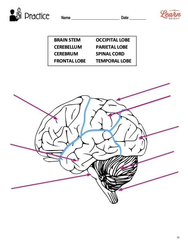 Fourth Grade Your Brain worksheet exploring basic brain functions with fun geometry puzzles