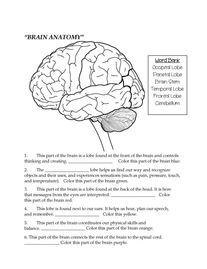 Illustration of a brain with labeled sections for a fourth grade worksheet
