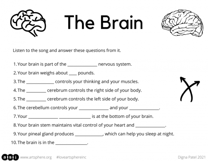Illustration of brain sections with simple labels for fourth graders