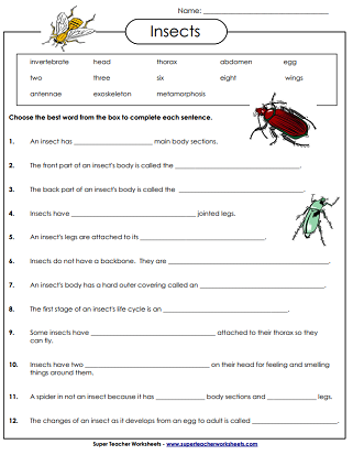 Bug and Spider Identification worksheet for handwriting practice in first grade Colorful illustration of insects and spiders for first graders to identify and color