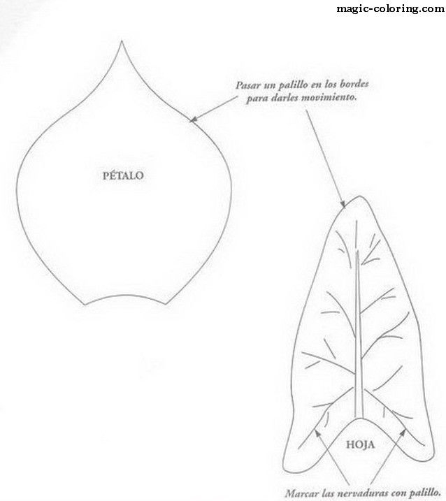 Labeled diagram of a calla lily flower with parts identified for first grade students to learn and color