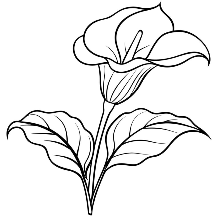 First grade students learning about calla lily flowers with a labeled diagram to color during spring season