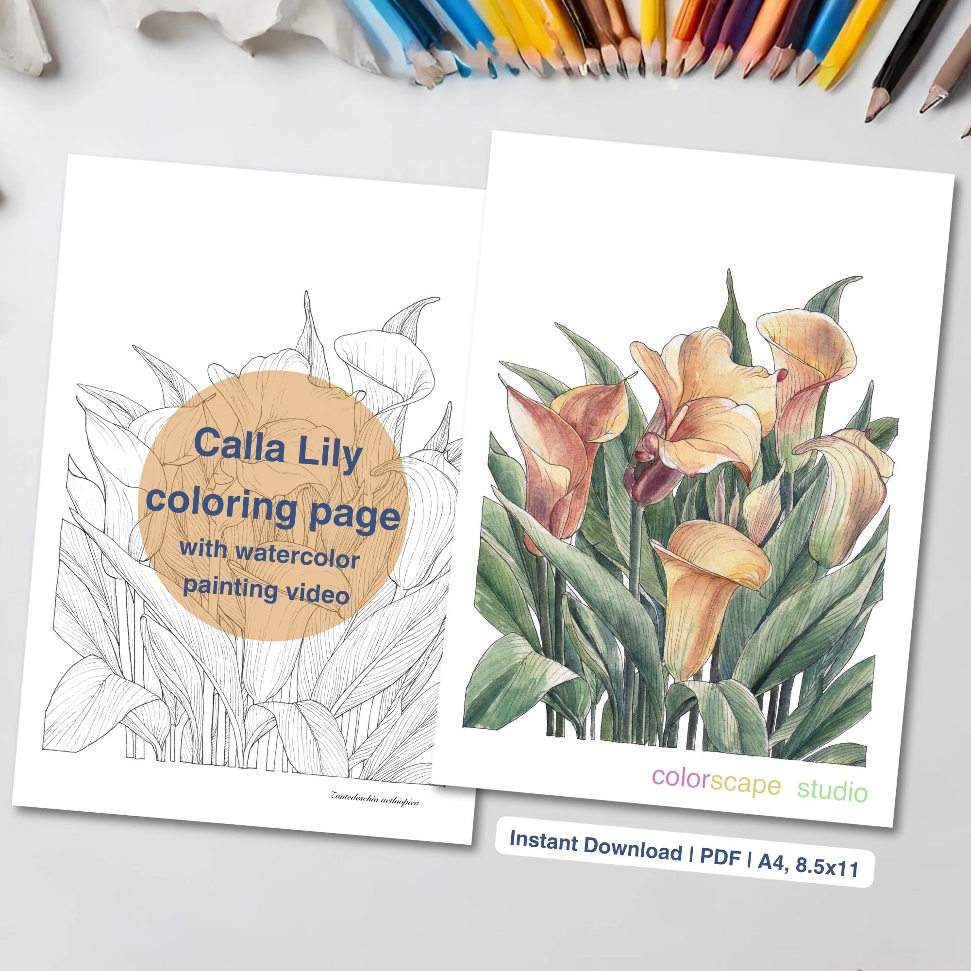 First grade students exploring a labeled calla lily flower diagram with petals and stem to color in for spring learning