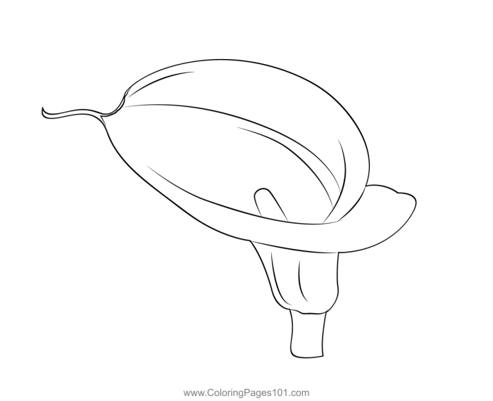 Diagram of a calla lily flower with labeled parts for first grade students to learn and color
