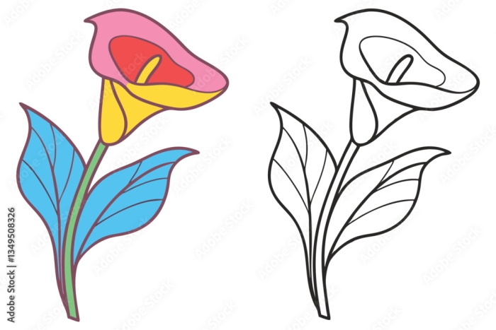 Labeled diagram of a calla lily flower with parts identified for first grade students to learn and color