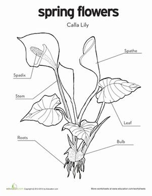 First grade students learn about calla lily flowers with this spring-themed diagram and coloring worksheet activity
