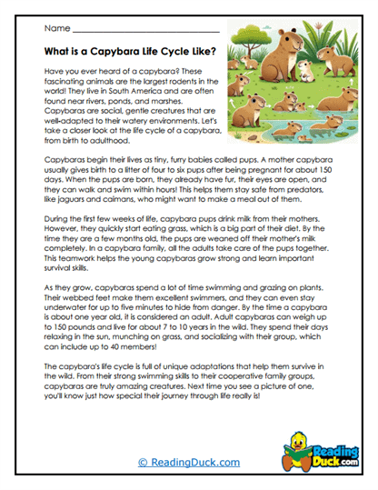 Capybara worksheet for second graders featuring interesting facts about these unique animals
