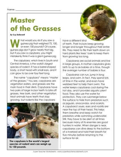 Capybara worksheet for second graders featuring fun facts and information about capybaras